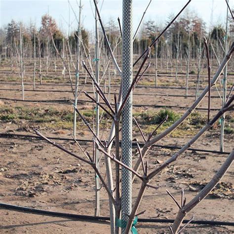 orchard tree stakes.